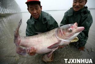 天津水产爆料事件最新,揭露海鲜市场惊人内幕，食品安全再引关注